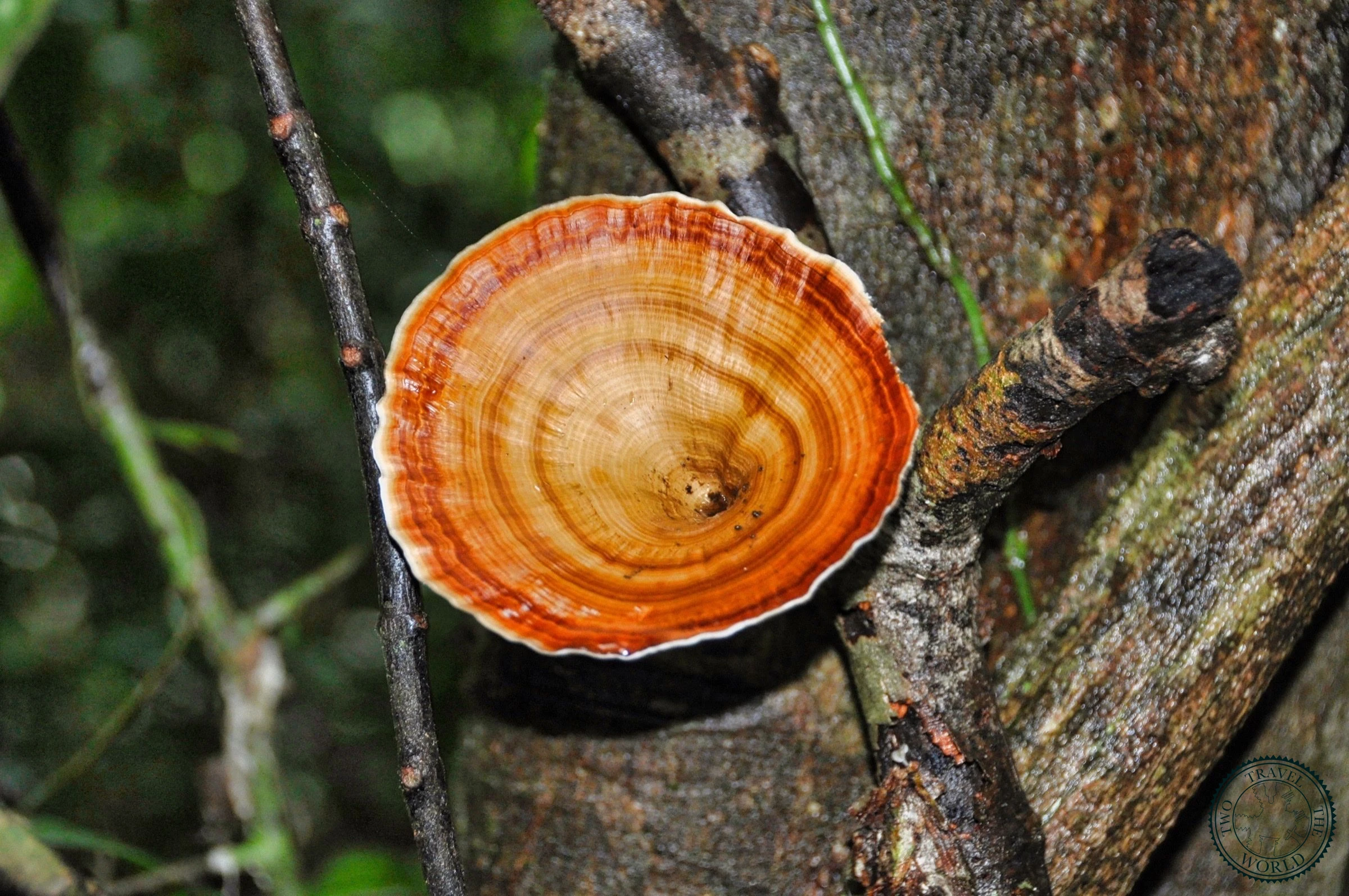 Hidden jungle waterfall in Khao Sok National Park