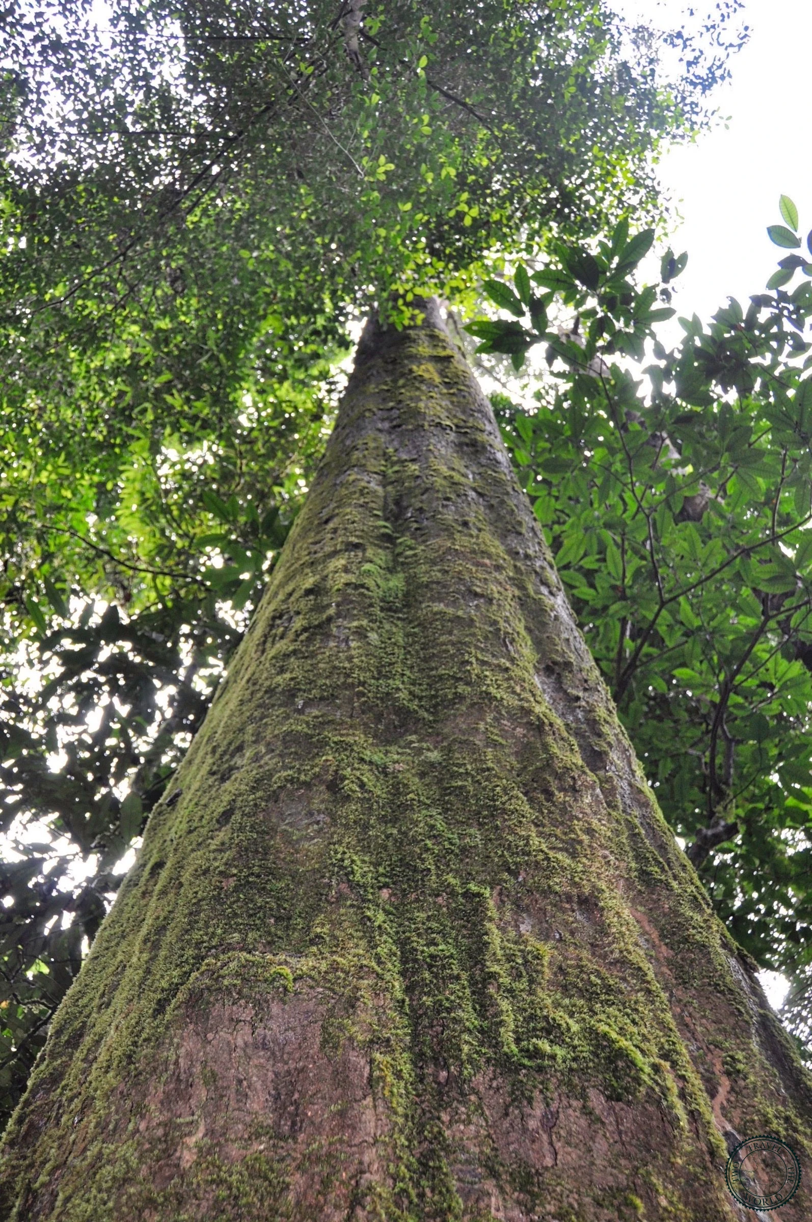Jungle trail at dusk as trekkers return from day hike