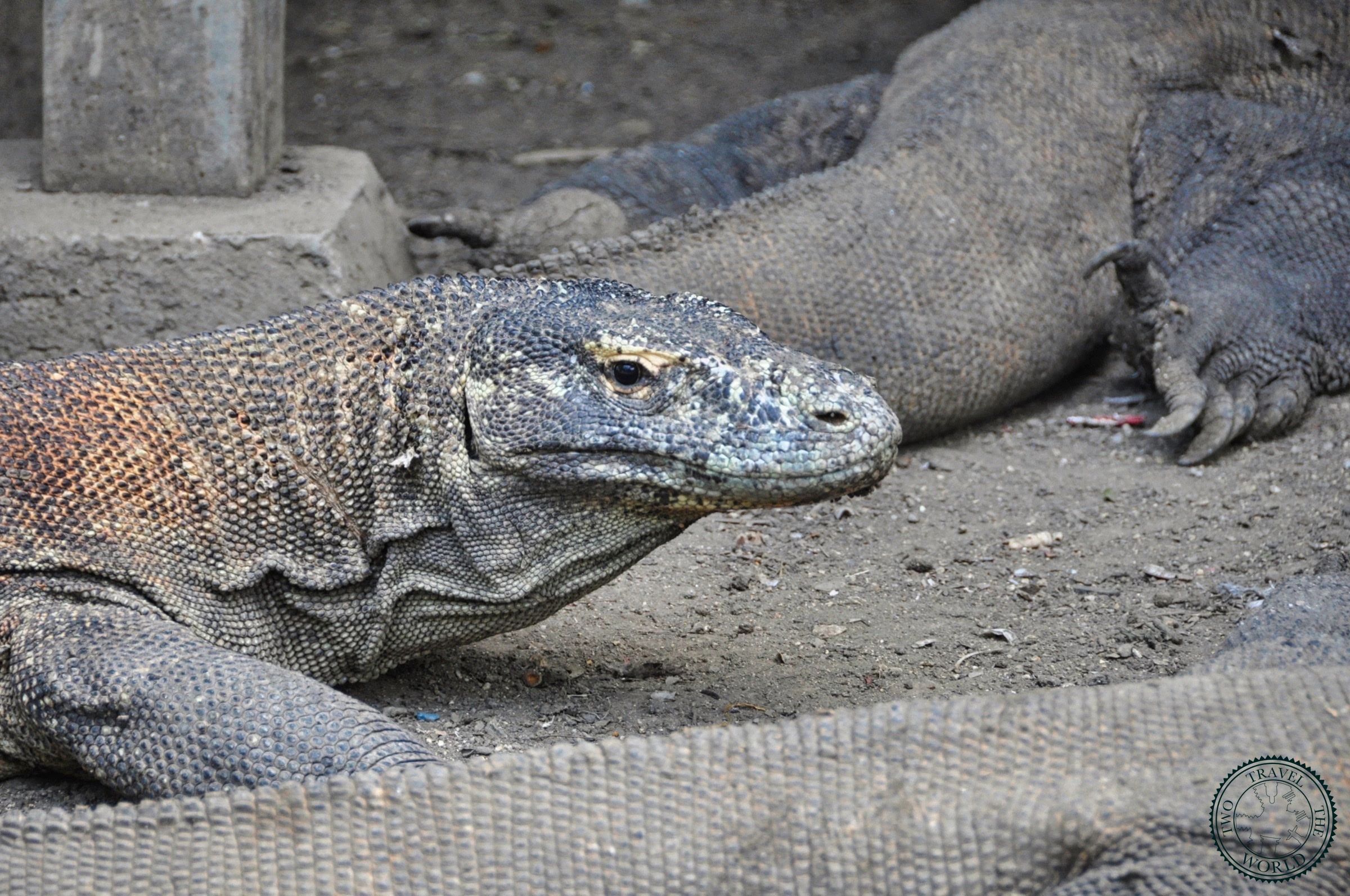 Wild Komodo dragon lounging near ranger station on Rinca Island