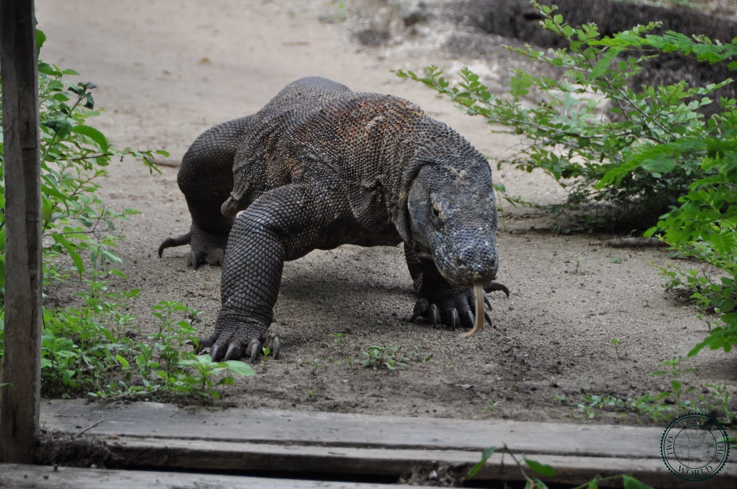 Adult Komodo dragon walking through grassland on Komodo Island