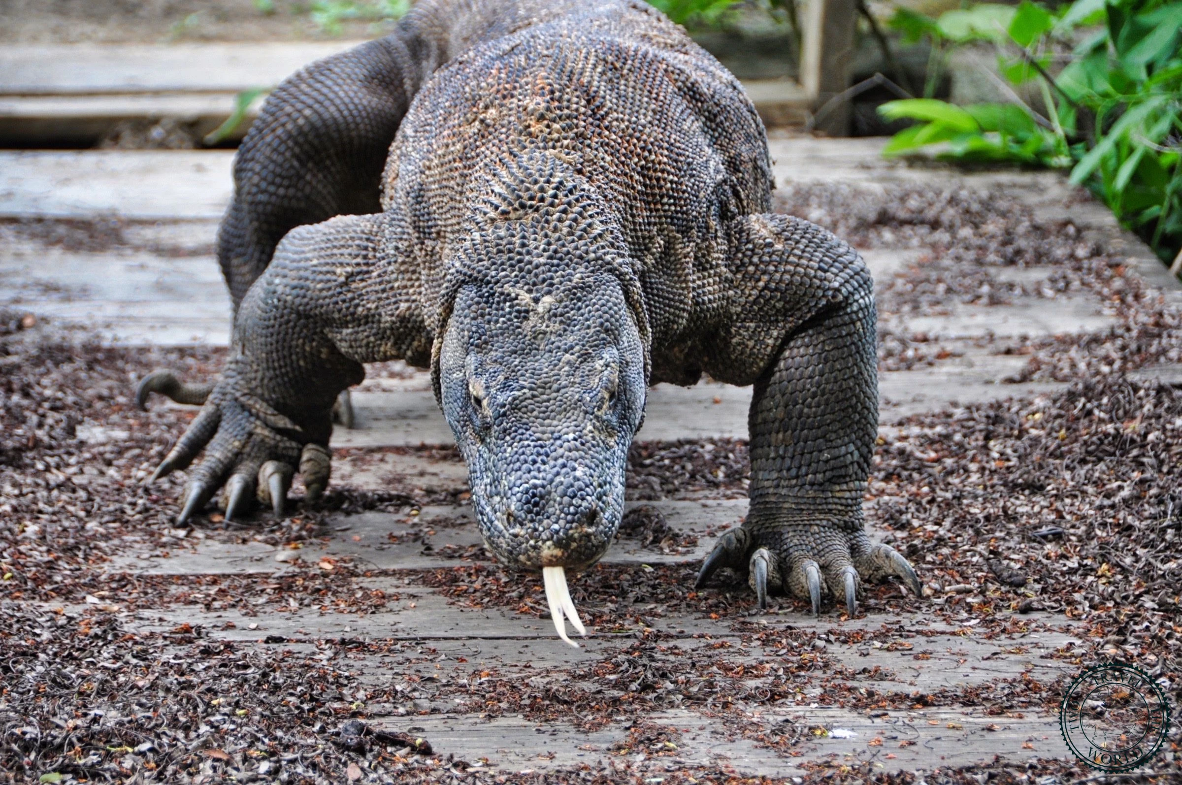 Komodo Tour Package: 2-Day Boat Expedition Through Paradise