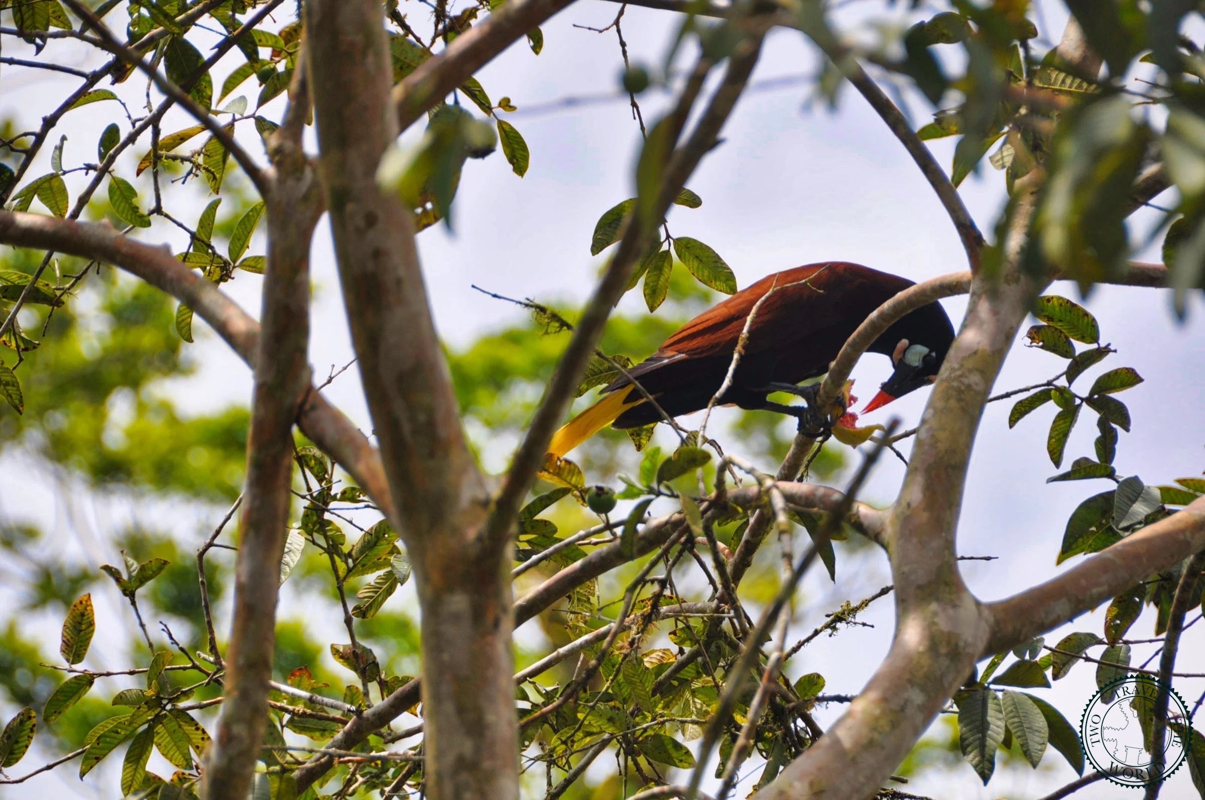 Stunning panoramic view of the conical Arenal Volcano rising above the rainforest
