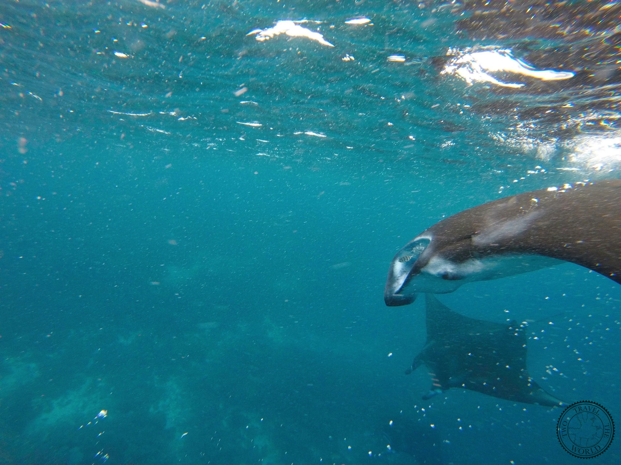 Manta ray showing its distinctive white underbelly while gliding through clear water