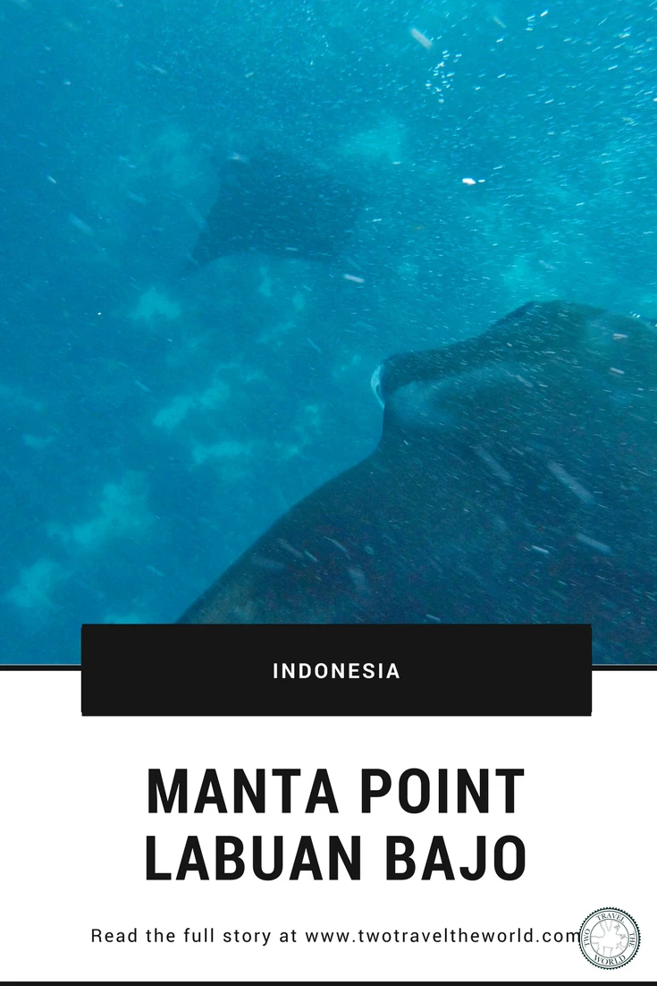 Swimming with manta rays at Manta Point Komodo - Complete guide to this bucket list experience