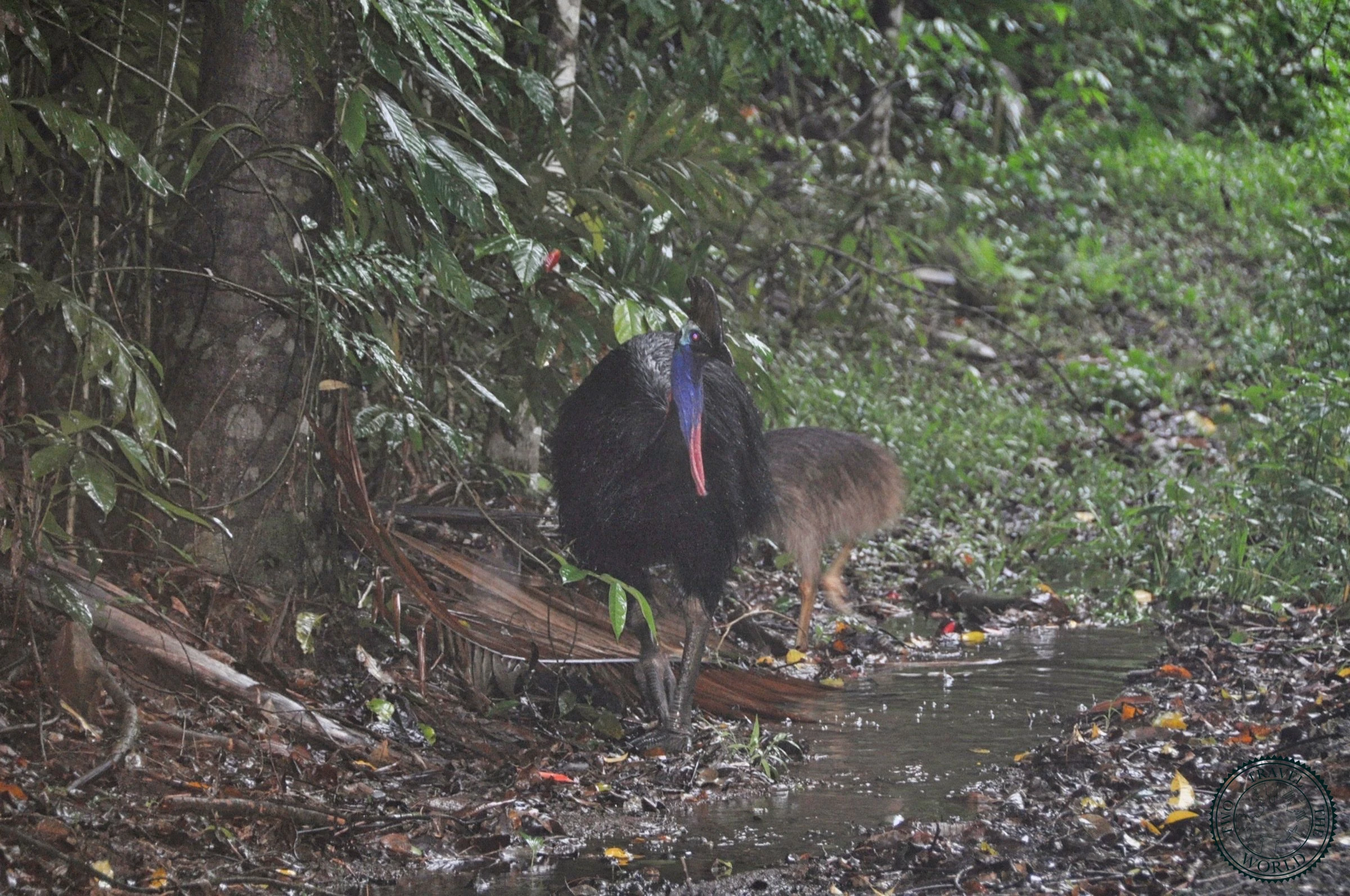 Mossman Gorge Walk: Rainforest Trails and Cassowaries