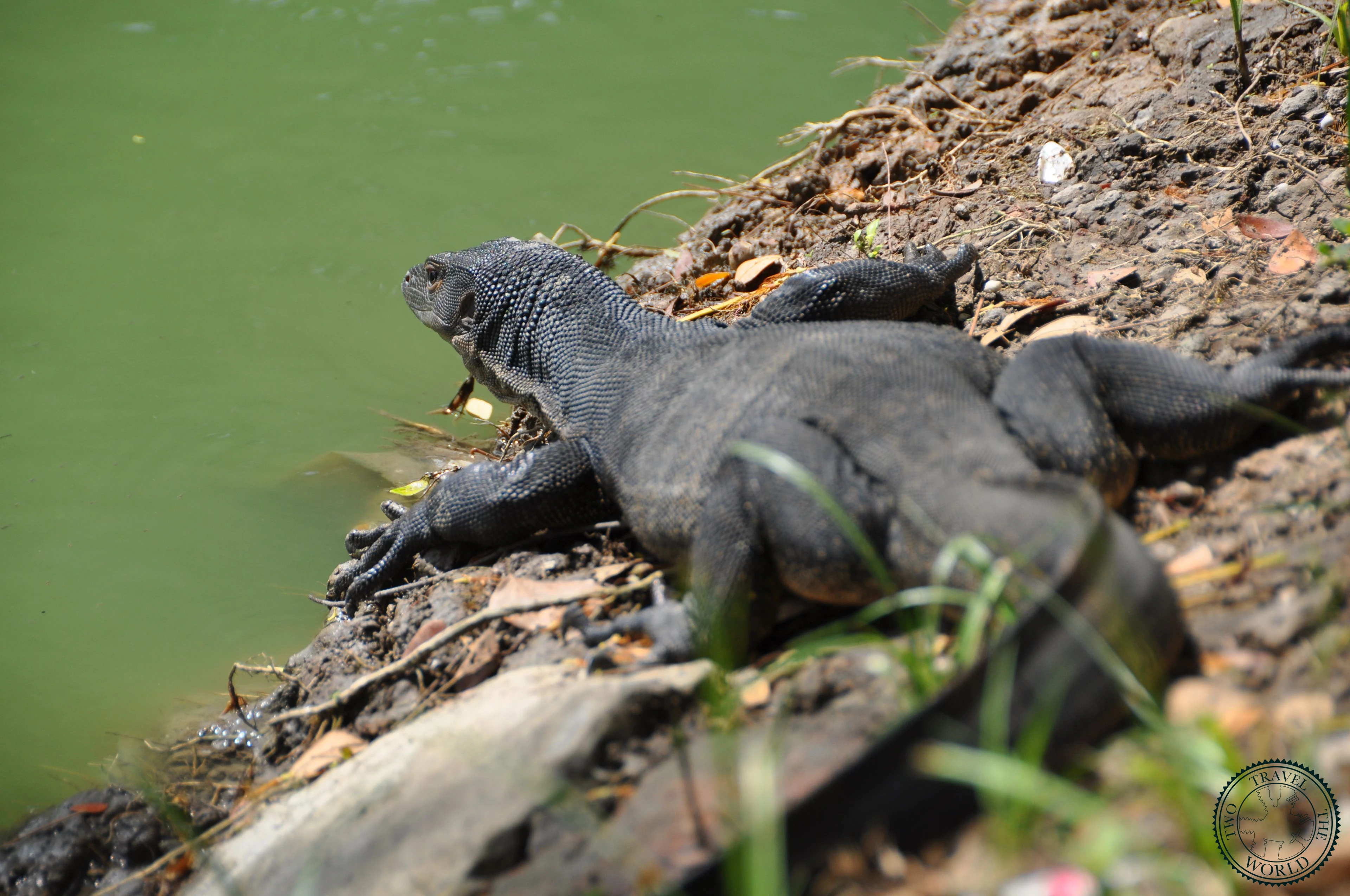 Giant monitor lizard up to 3 meters long roaming freely in Lumphini Park Bangkok