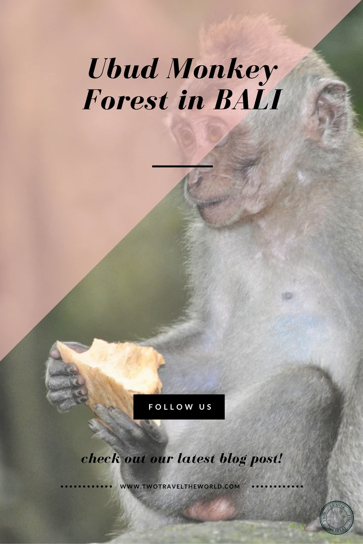 600 playful macaques at Ubud Monkey Forest - What to expect and how to stay safe