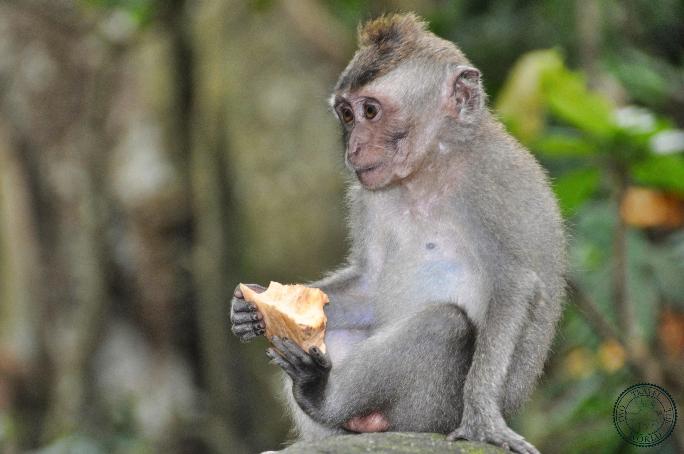 Long-tailed macaque sitting on ancient stone statue at Ubud Monkey Forest