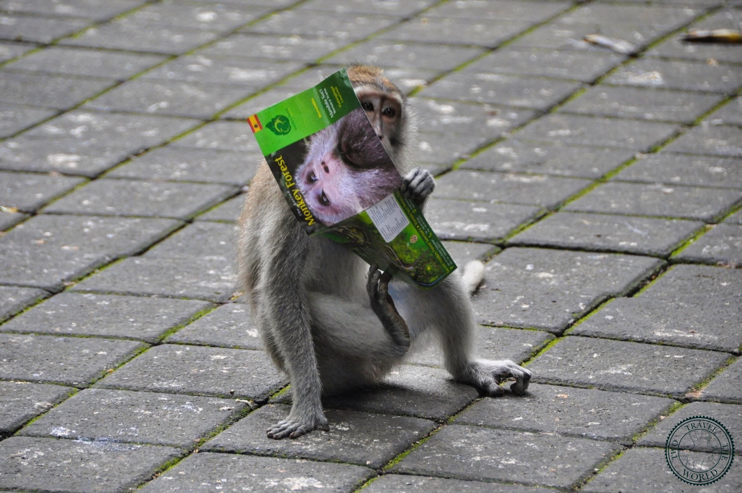 Lush green jungle pathways through the Sacred Monkey Forest in monsoon rain