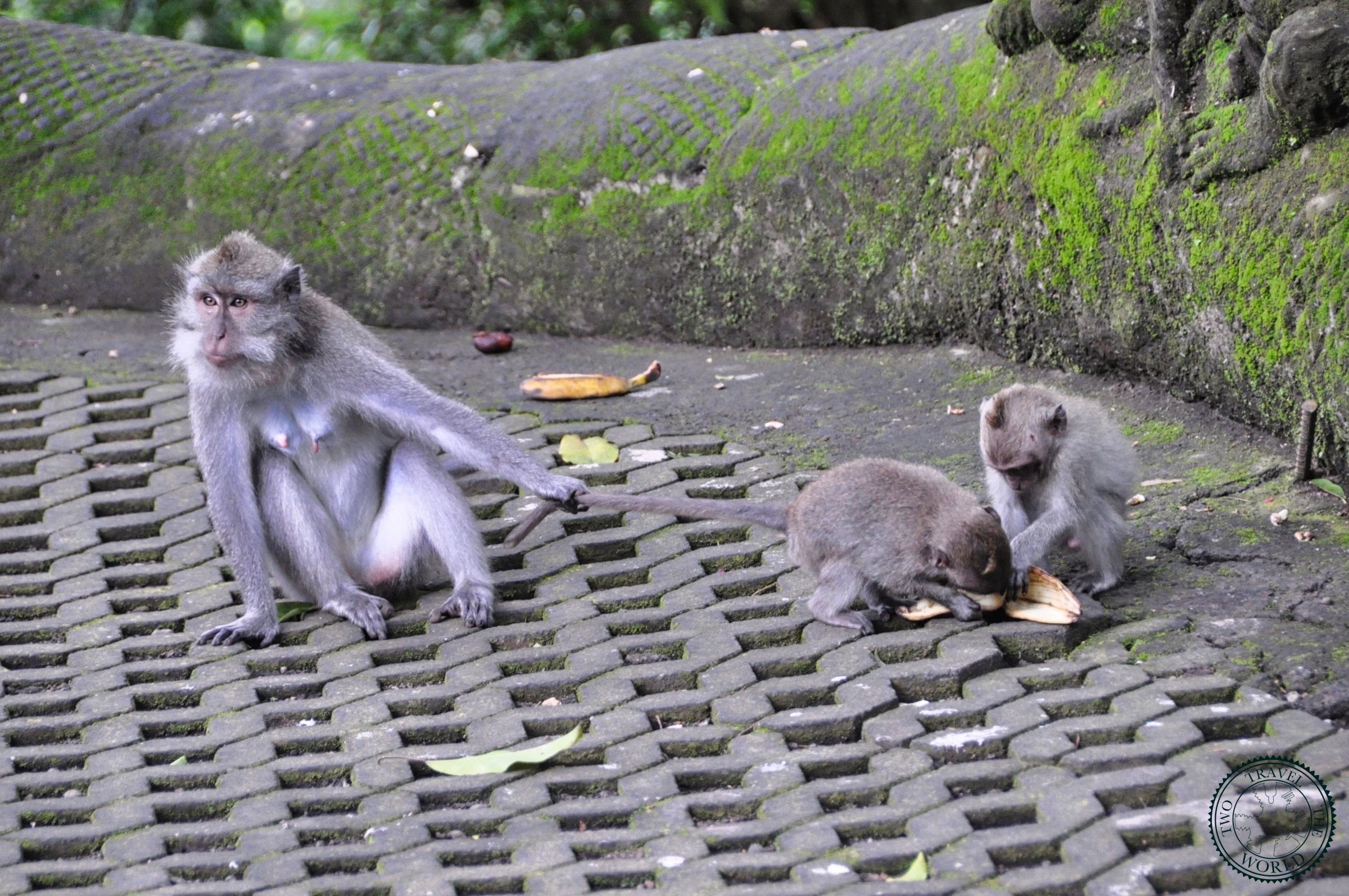 Ubud Monkey Forest: The Sacred Sanctuary of Padangtegal