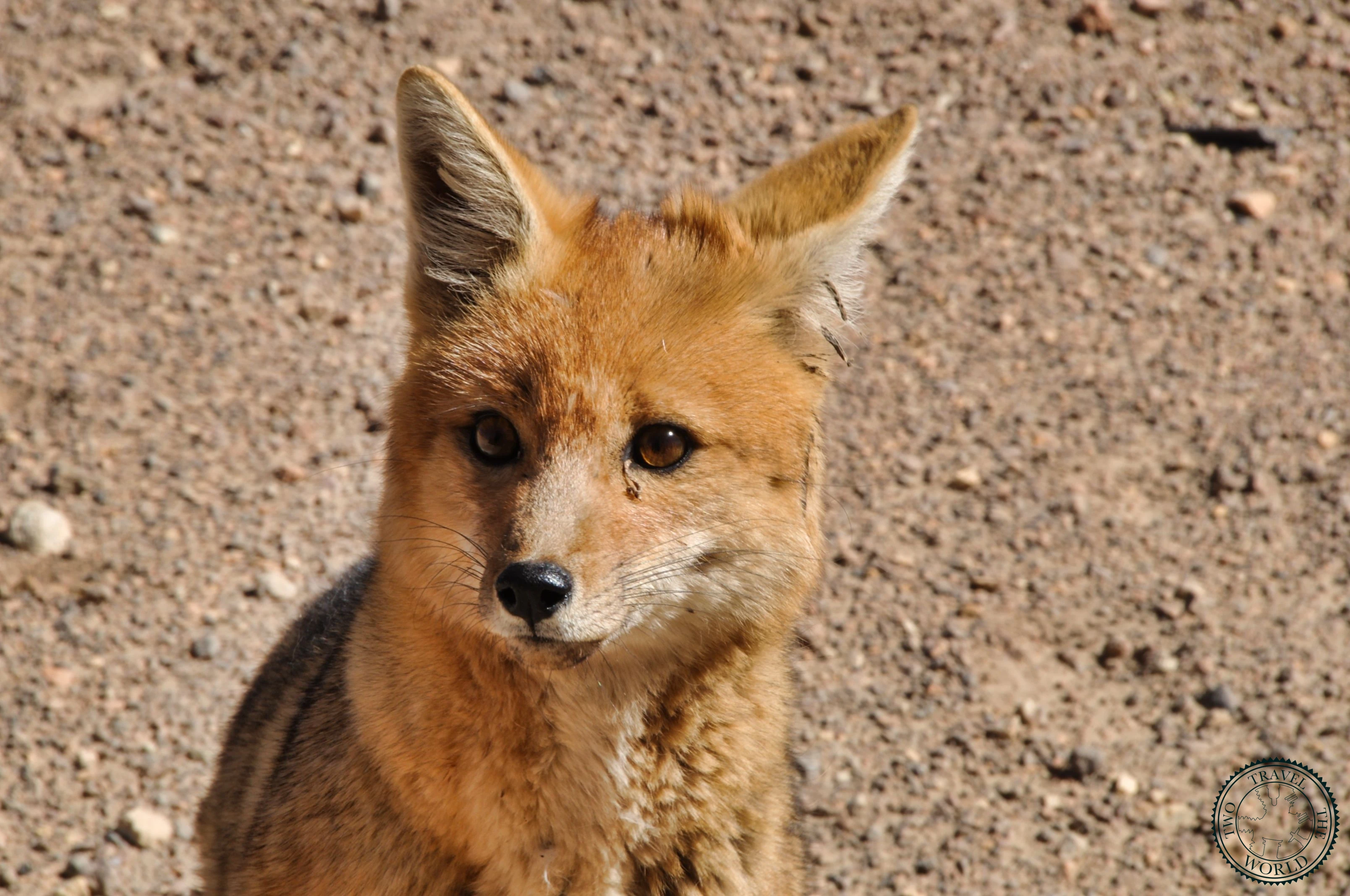 Two Travel The World - Uyuni Salt Flats tour from Tupiza, Bolivia