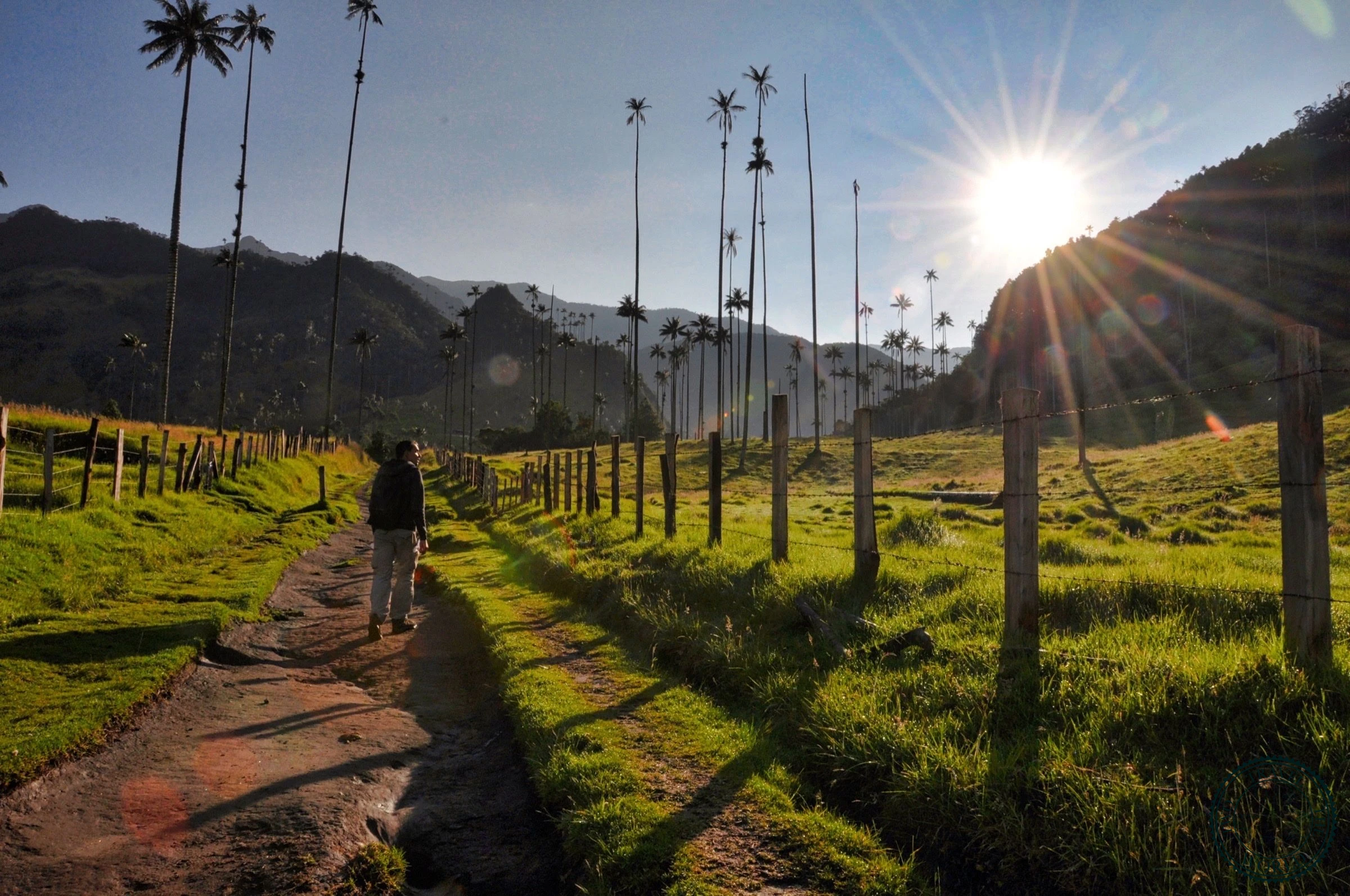 Towering wax palm trees reaching up to 60 meters high in the green valley of Cocora