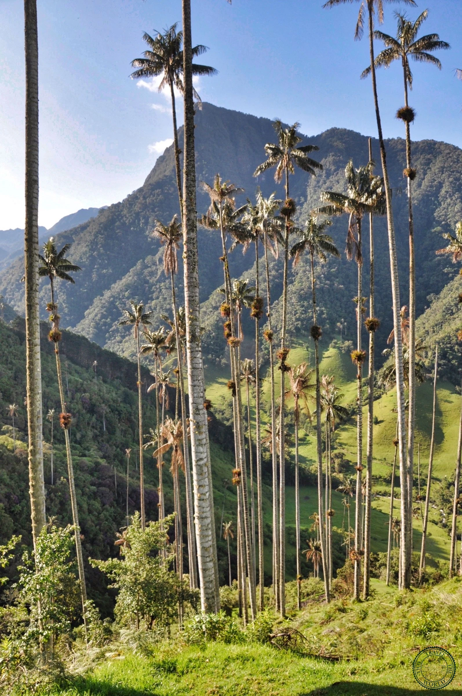 Hiker standing beside massive wax palm tree trunk showing the incredible scale