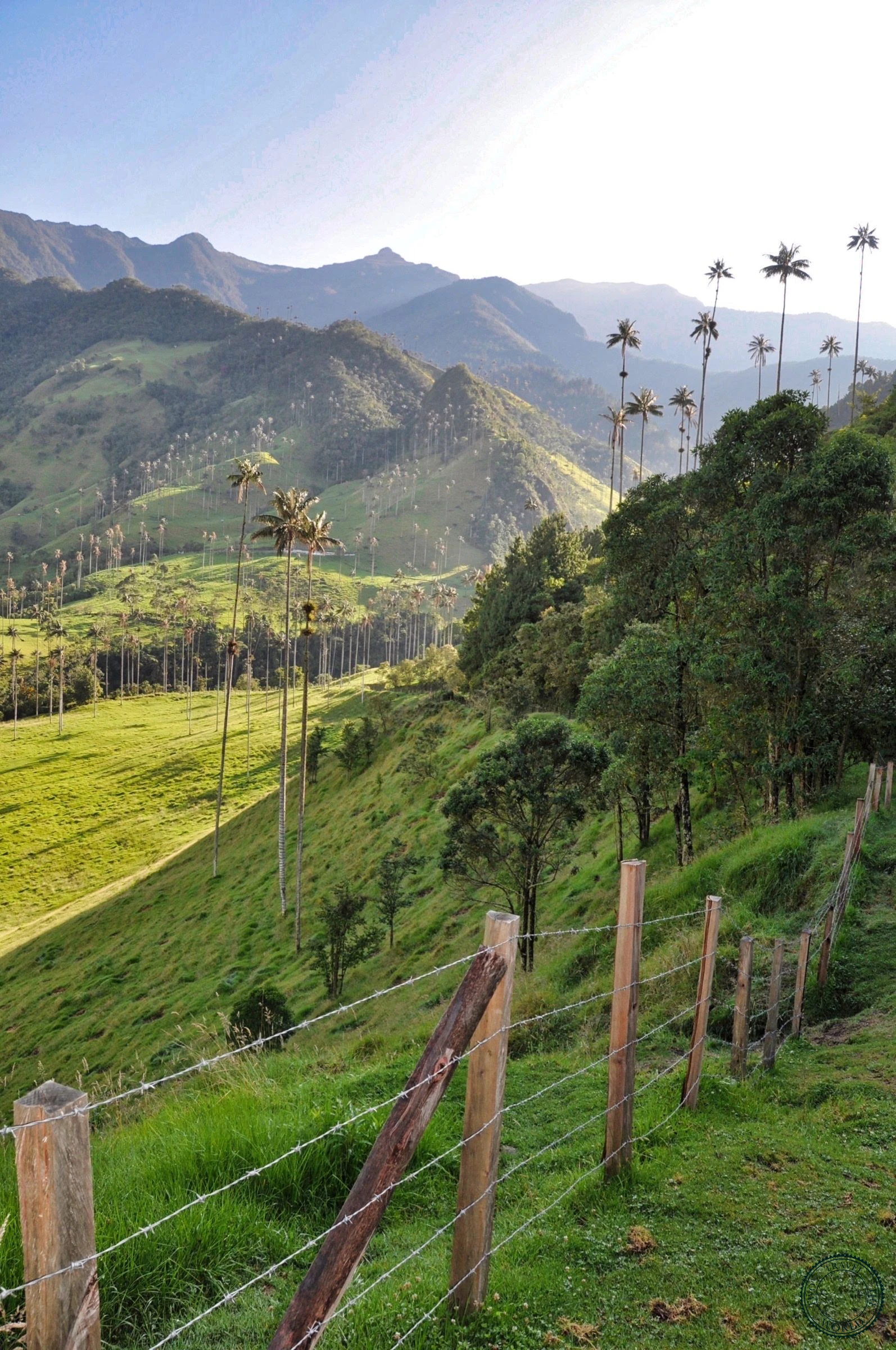 Lush green valley dotted with hundreds of towering wax palms under blue sky