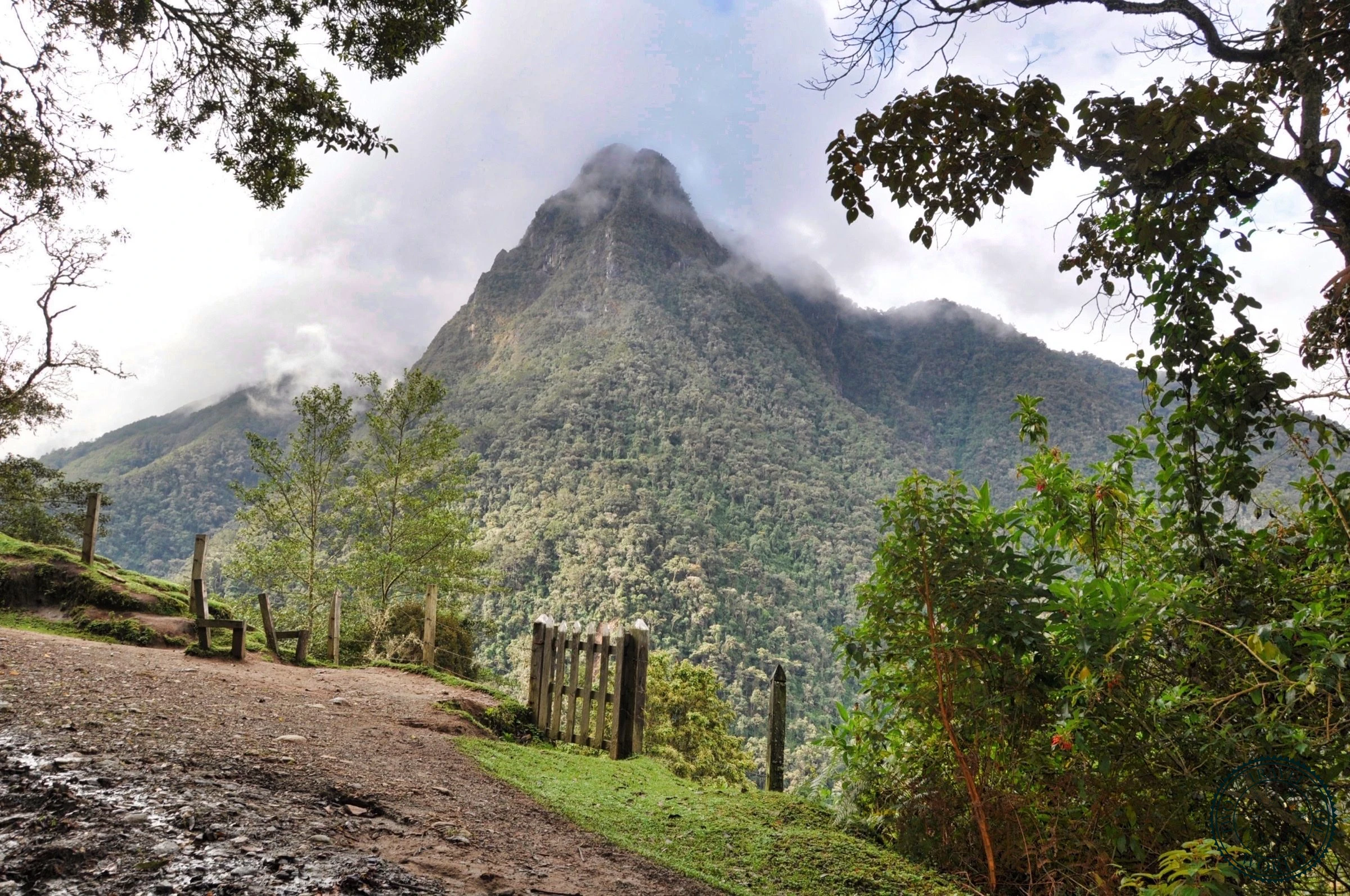 Panoramic viewpoint of Valle de Cocora with countless wax palms scattered across rolling green hills