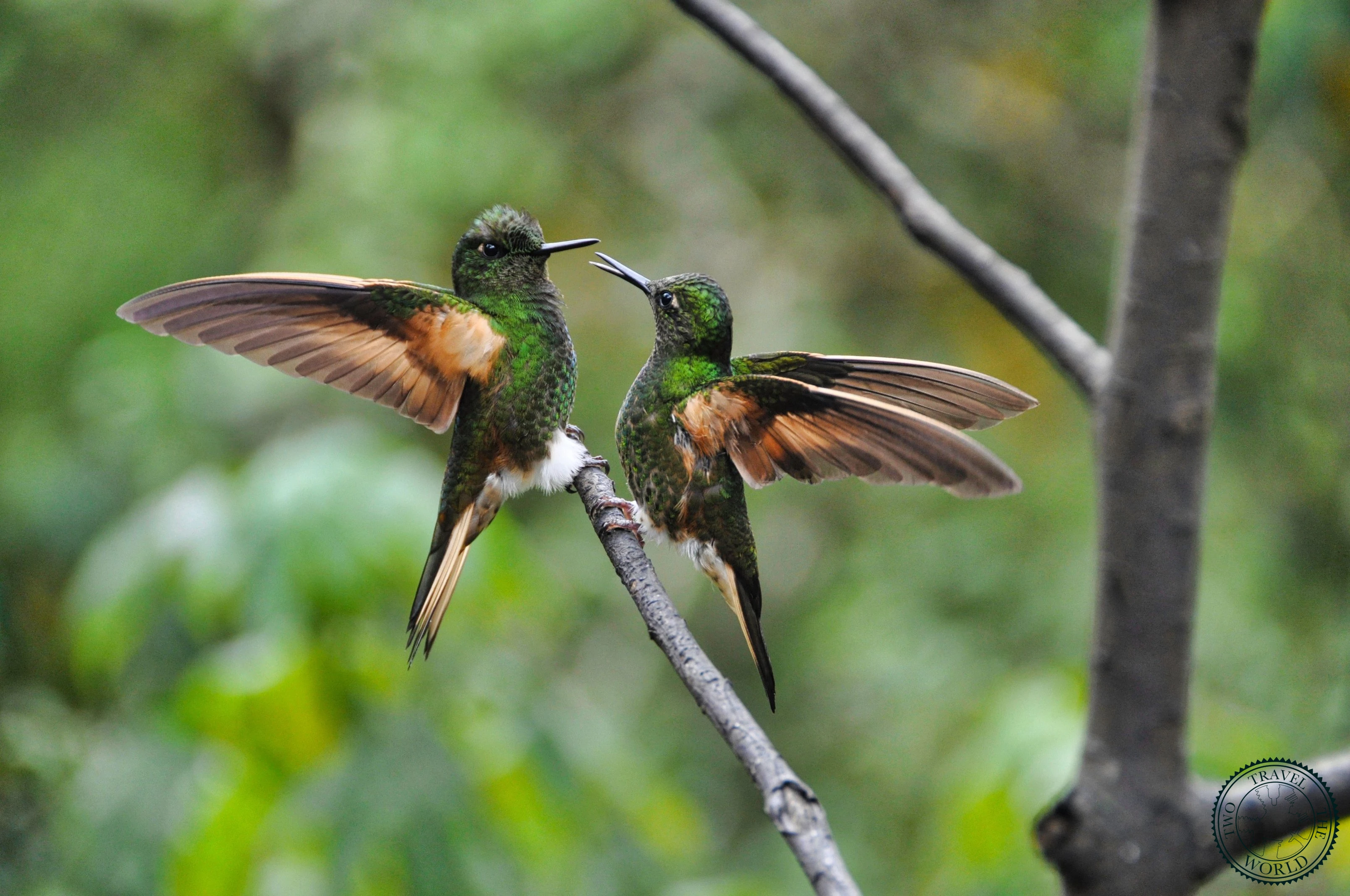 Colorful hummingbirds feeding at Acaime sanctuary with feeders surrounded by cloud forest