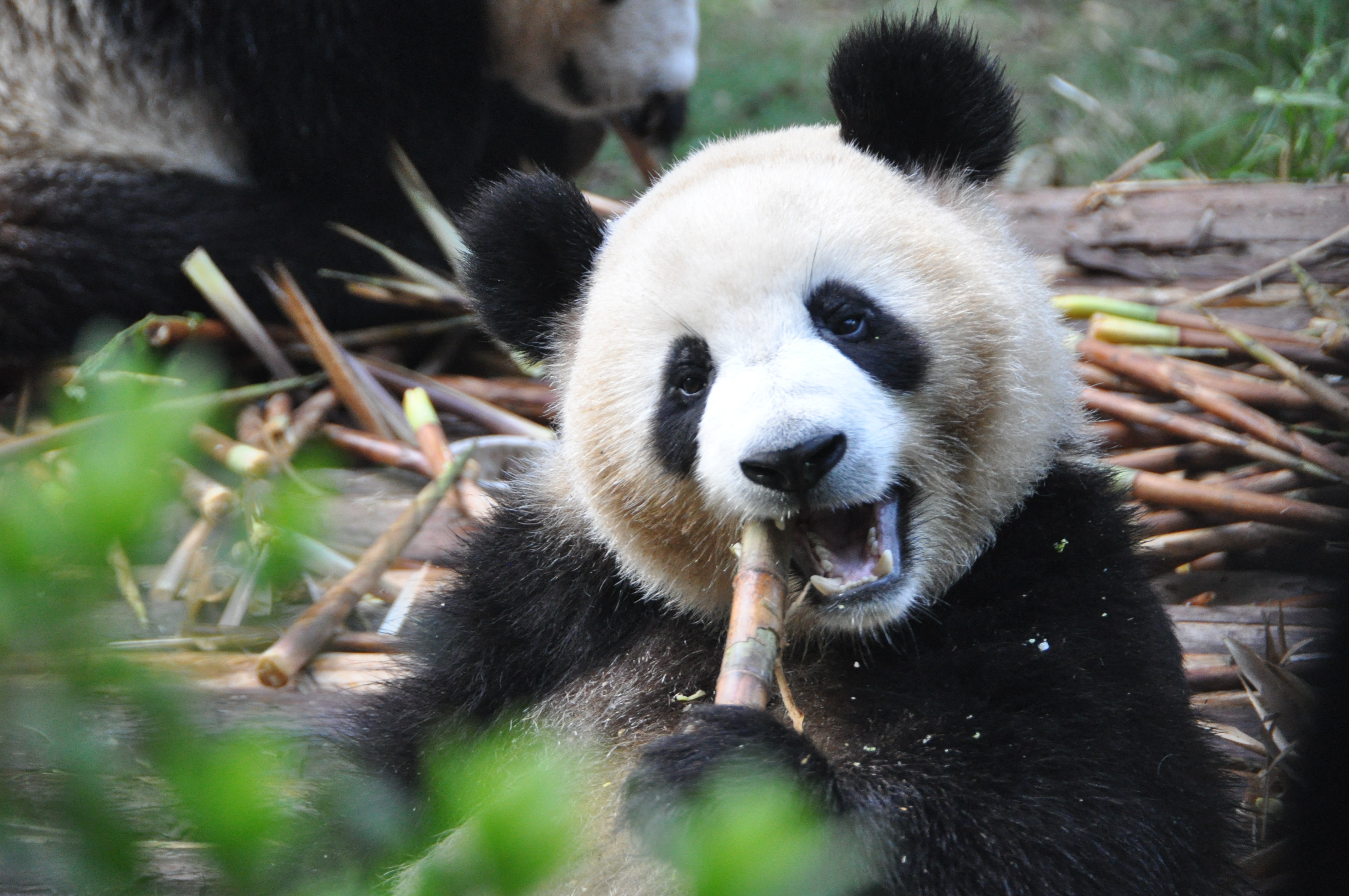 Two Travel The World  - Chengdu Research Base of Giant Panda Breeding