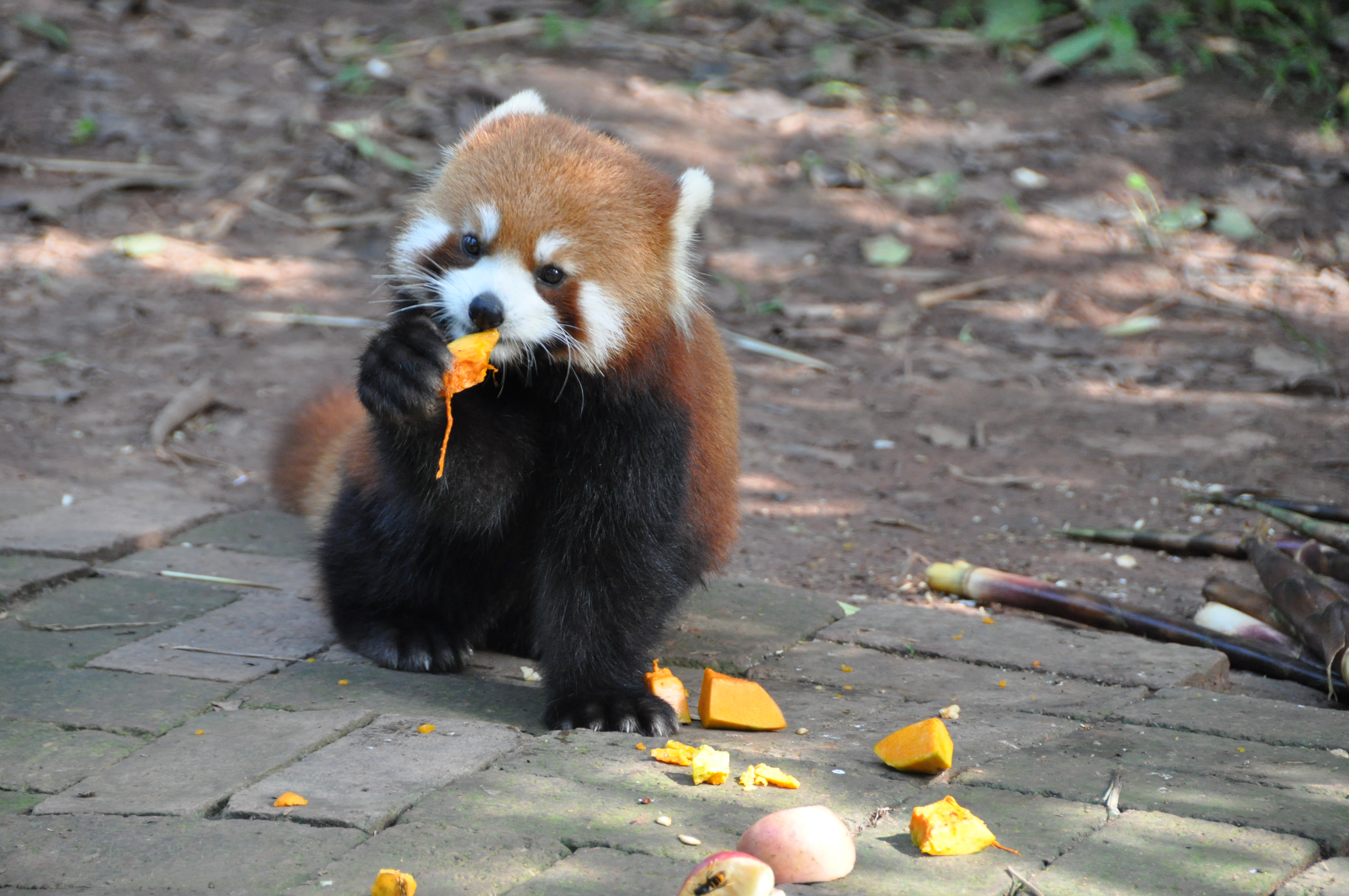 Two Travel The World - Chengdu Research Base of Giant Panda Breeding