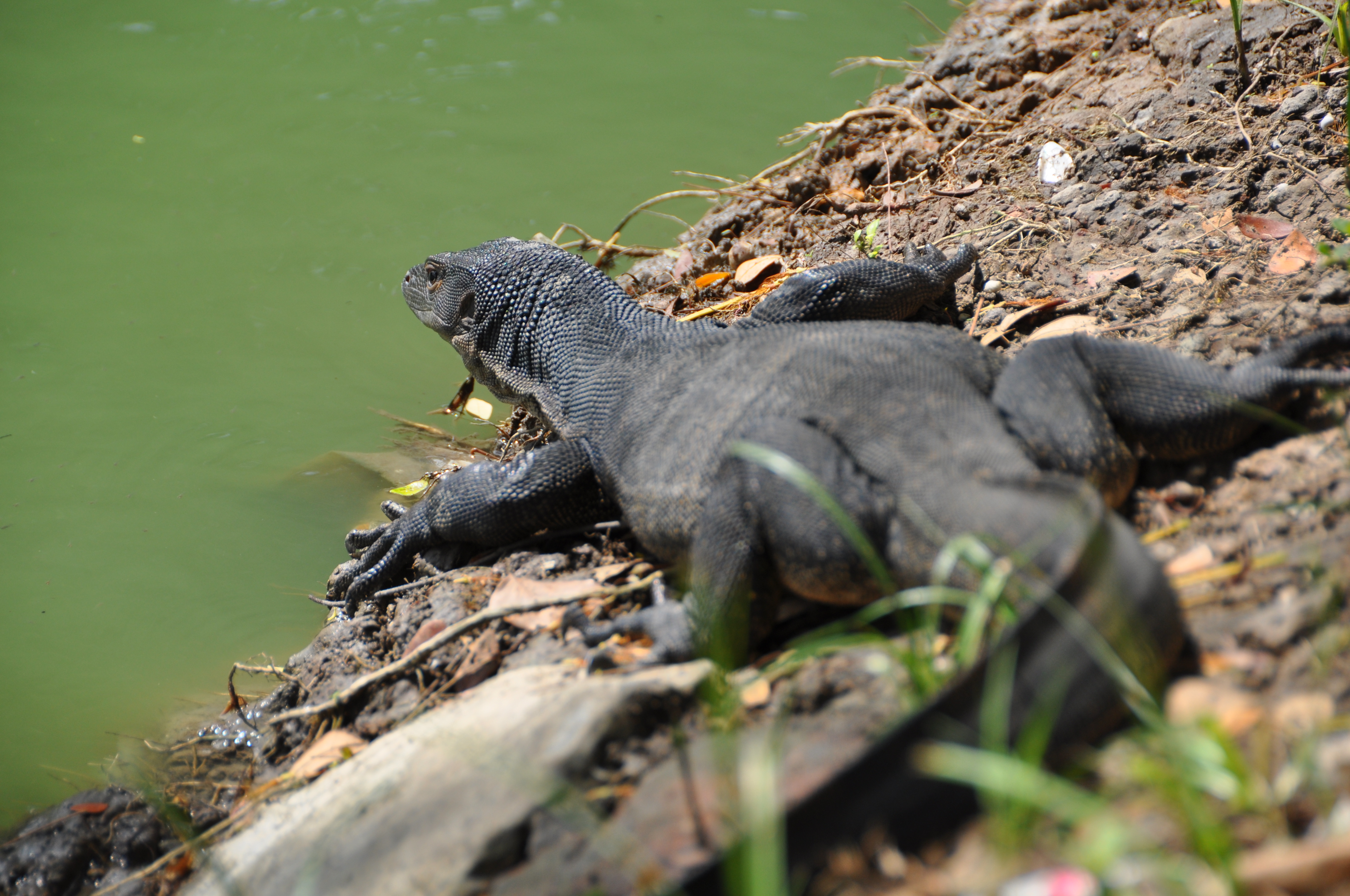 Two Travel The World - Lumphini Park - Giant lizards