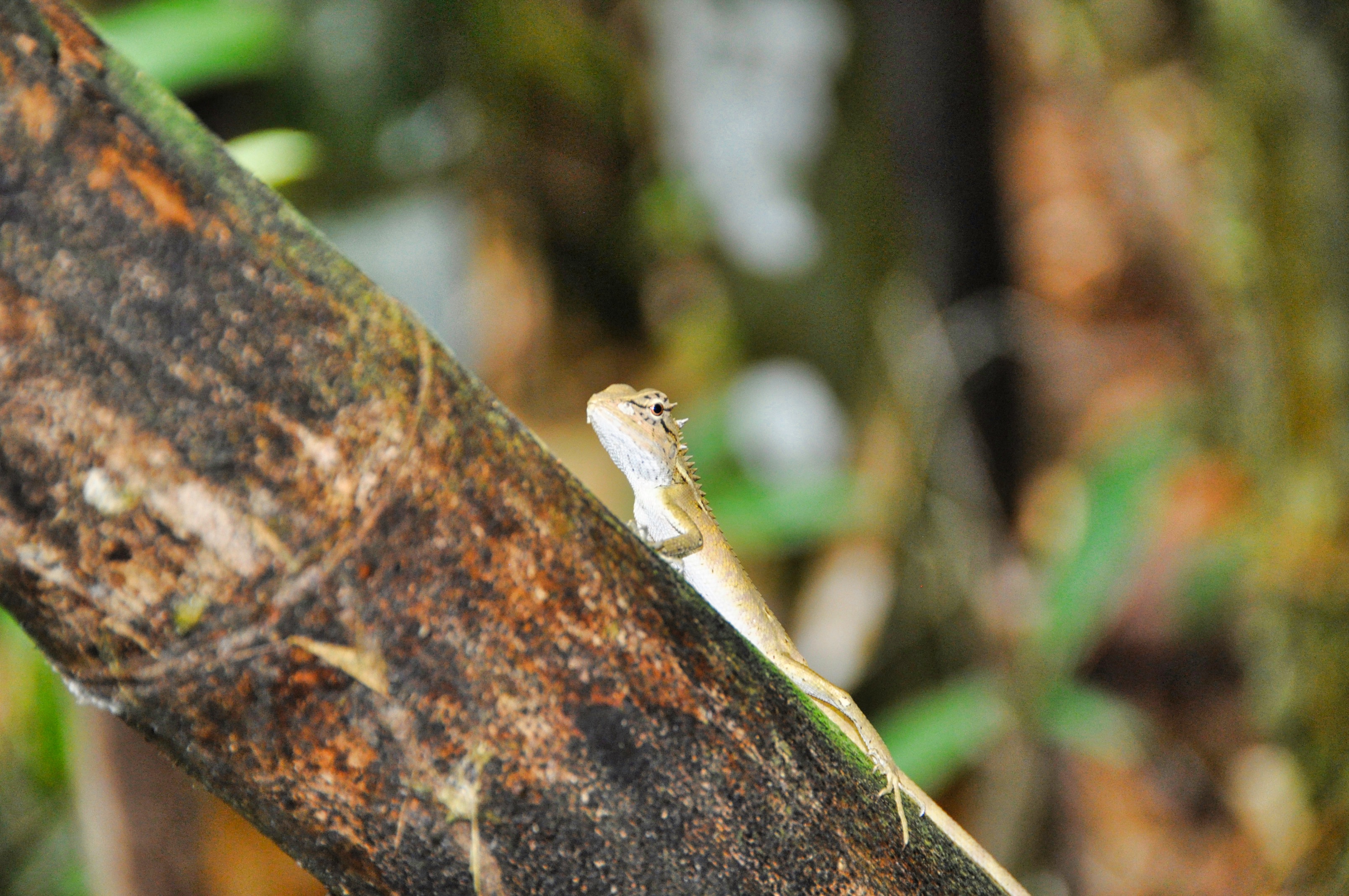 Two Travel The World - Khao Sok National Park Tours