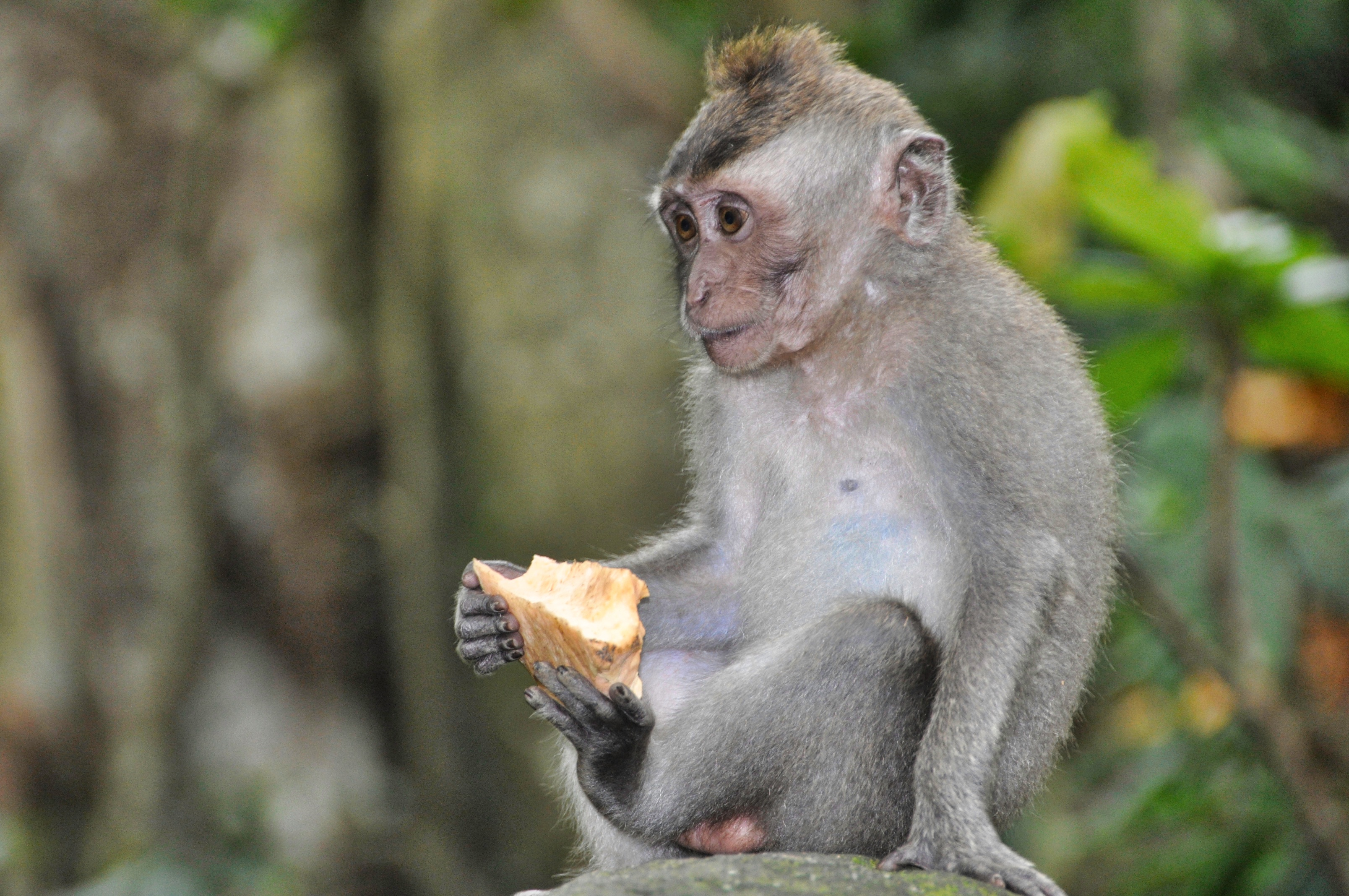 Two Travel The World - Ubud Monkey Forest in Bali