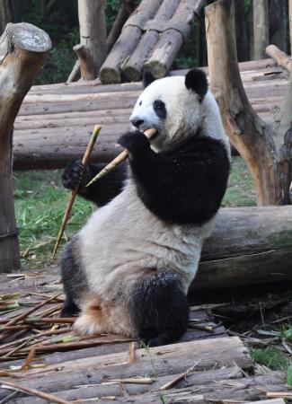 Two Travel The World - Chengdu Research Base of Giant Panda Breeding