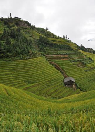 Two Travel The World - Longji Rice Terraces