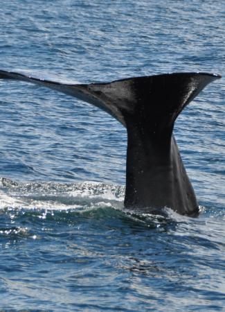 Two Travel The World - Kaikoura whale watching