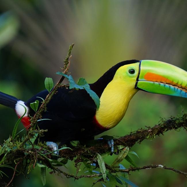 TwoTravelTheWorld-toucan